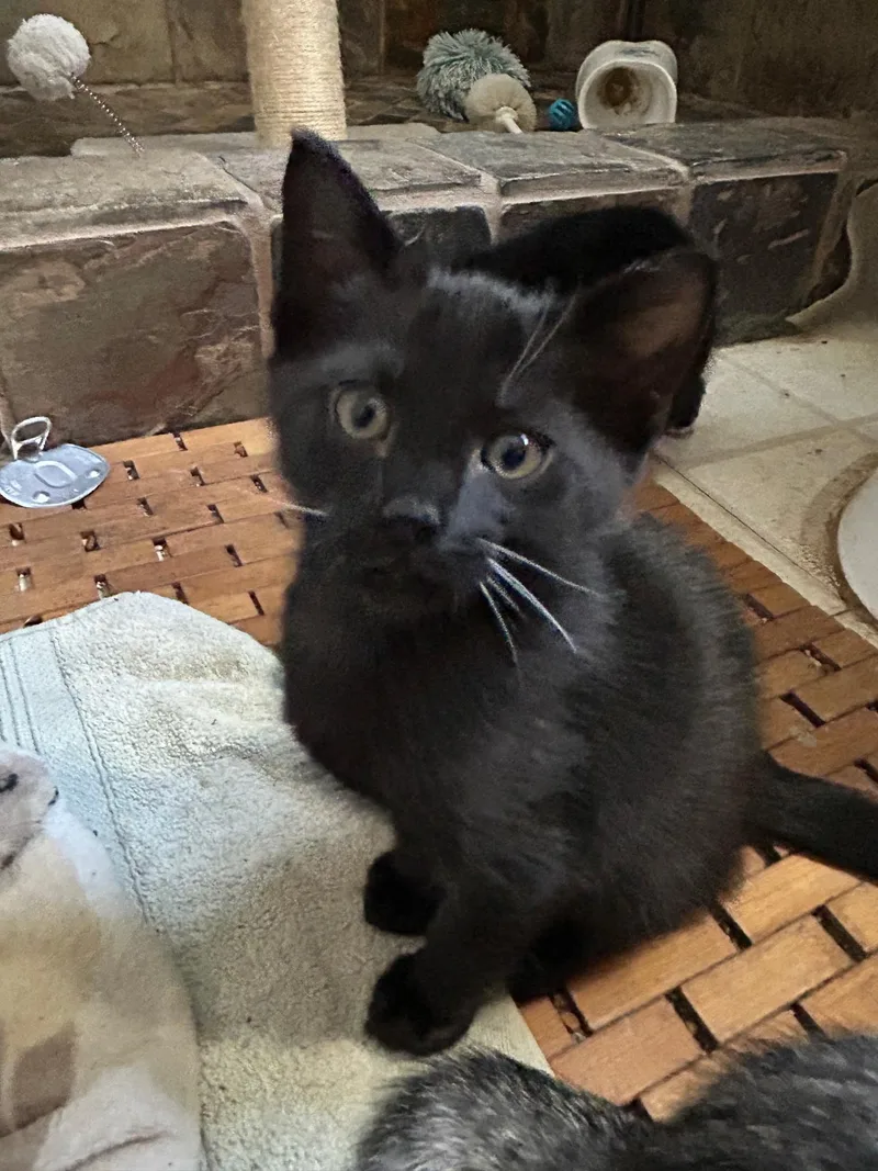 A baby medium-sized male Black Domestic Short Hair cat named Fork for adoption in Jacksonville, FL