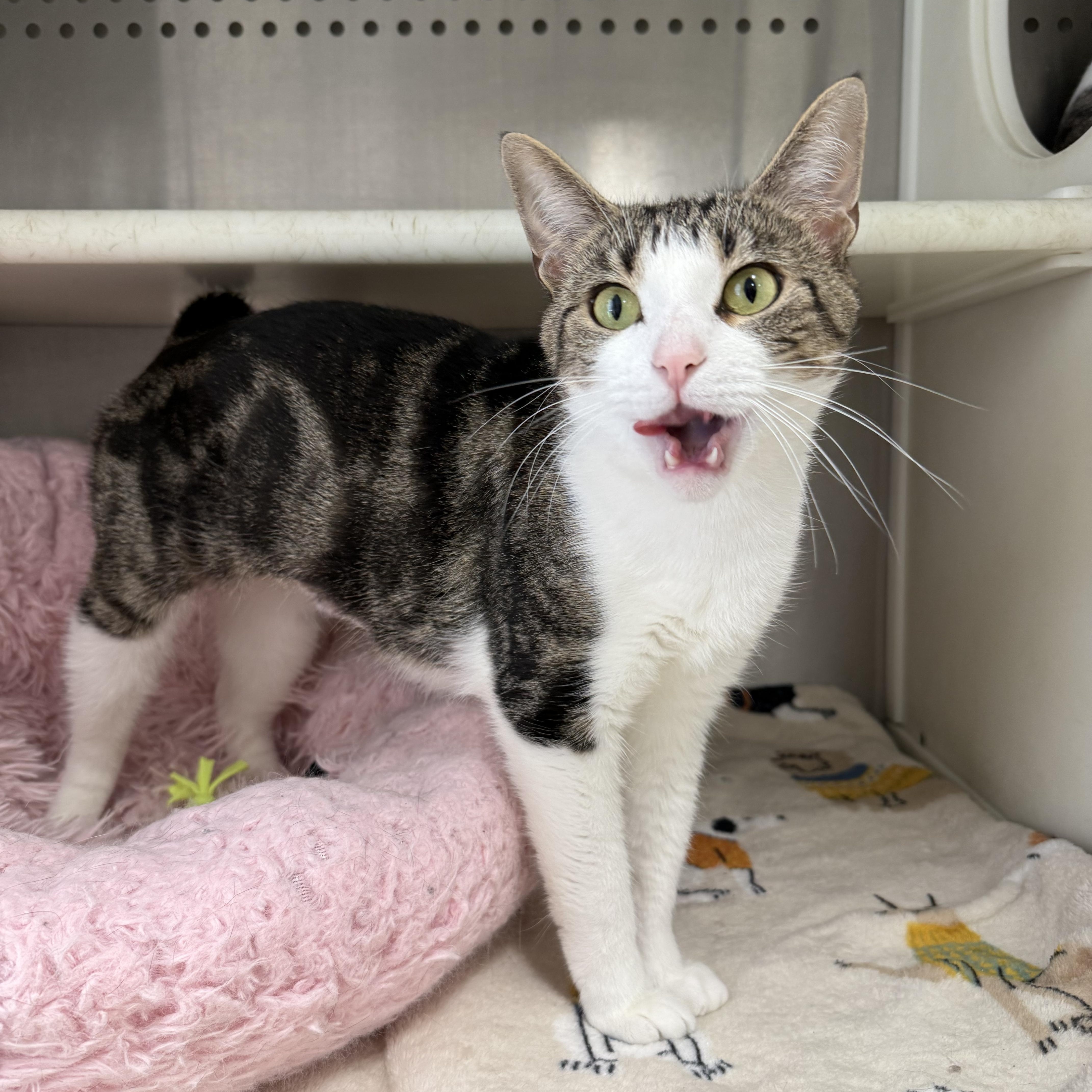 An adult medium-sized female Tabby (Brown / Chocolate) American Bobtail cat named Tiffany for adoption in Frankfort, IN