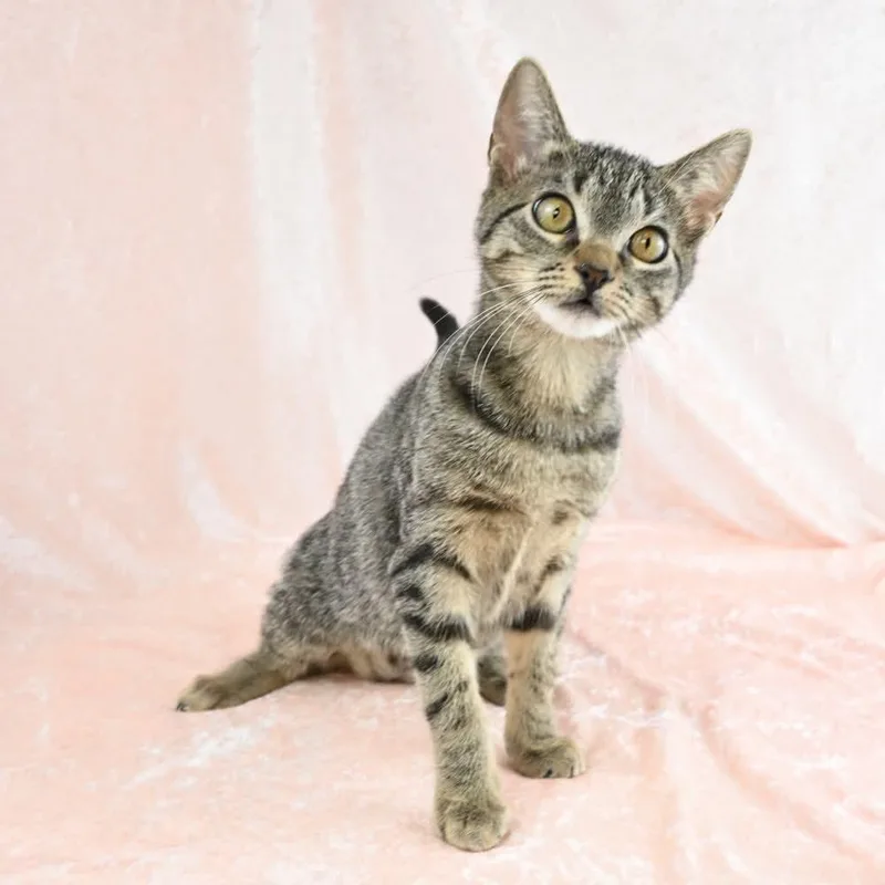 A baby medium-sized female Tabby (Buff / Tan / Fawn) Domestic Short Hair cat named Enana for adoption in Mobile, AL