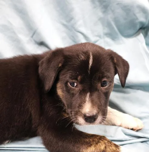 A baby medium-sized female Shepherd dog named Fizbit for adoption in Thief River Falls, MN