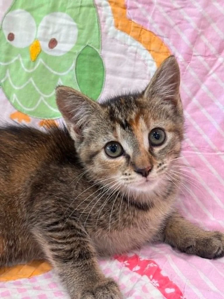 A baby small-sized female Domestic Short Hair cat named Shayna for adoption in Warrenton, NC