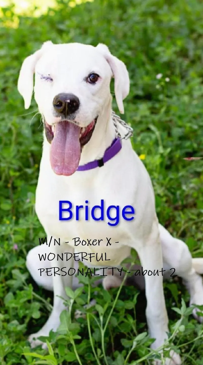 A young medium-sized male White / Cream Boxer dog named Bridge for adoption in Chardon, OH