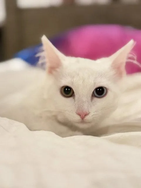A baby small-sized male White Domestic Medium Hair cat named Coconut for adoption in Woodland, CA