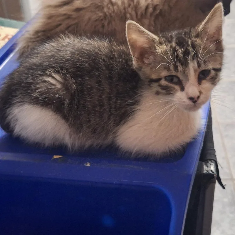 A baby small-sized male Gray / Blue / Silver Domestic Short Hair cat named Pebbles for adoption in Grantsville, UT