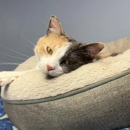 An adult large-sized female Domestic Short Hair cat named Latoya for adoption in Mount Pleasant, IA