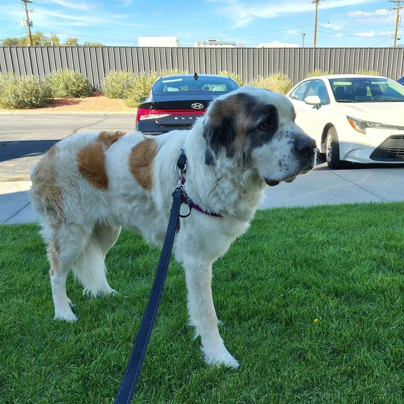 An adult extra large-sized female Saint Bernard dog named Princess for adoption in Murray, UT