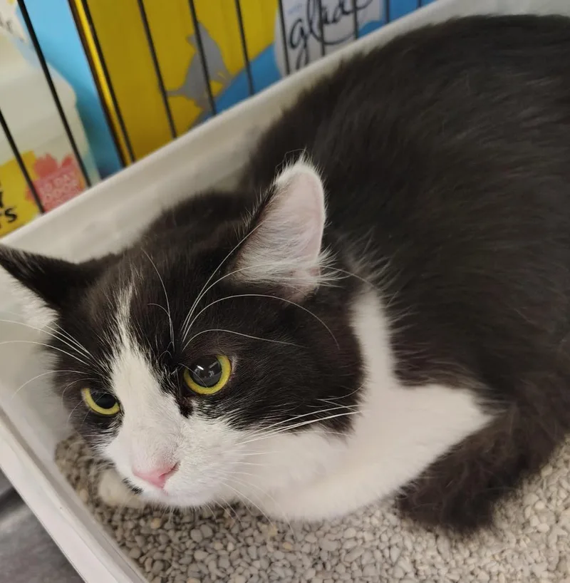 A baby small-sized female Domestic Short Hair cat named Mars for adoption in Saint Clairsville, OH