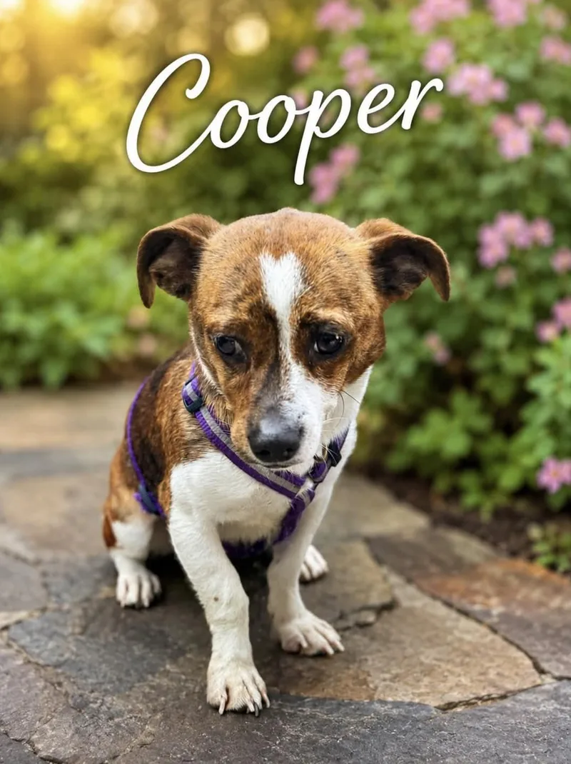 Cooper thumbnail 5