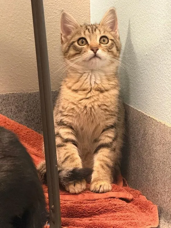 A young medium-sized male Brown / Chocolate Domestic Short Hair cat named Tenderheart for adoption in Fort Collins, CO