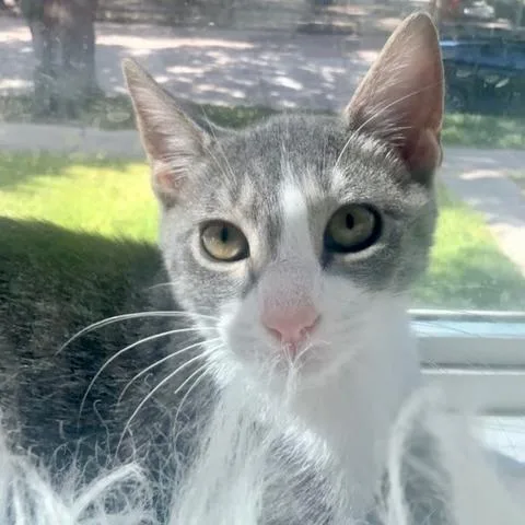 A baby small-sized male Gray / Blue / Silver Domestic Short Hair cat named Ray for adoption in Houston, TX