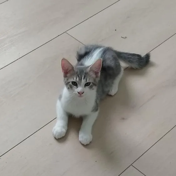 A baby small-sized male Gray / Blue / Silver Domestic Short Hair cat named Brunch for adoption in Las Vegas, NV