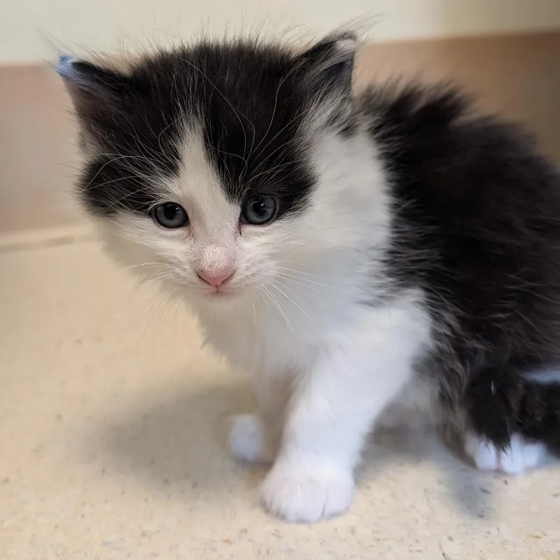 A baby small-sized female Black Domestic Short Hair cat named Jake The Cat for adoption in Toledo, OH