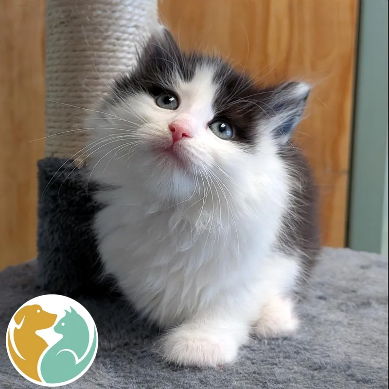 Jake The Cat thumbnail 2