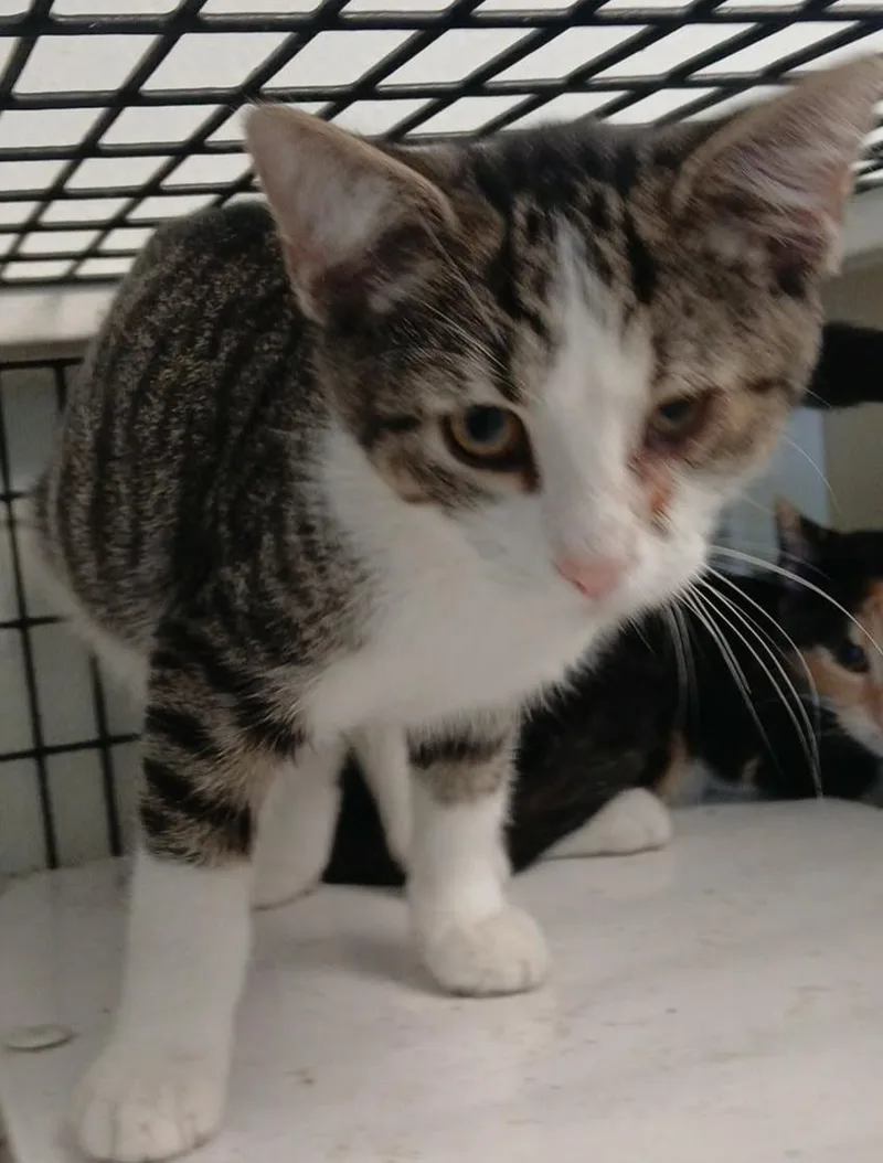 A young small-sized male Gray & White Tabby cat named Linton for adoption in Tappahannock, VA
