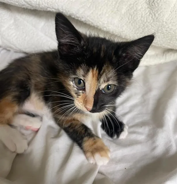 A baby small-sized female Domestic Short Hair cat named Sugar for adoption in Chula Vista, CA
