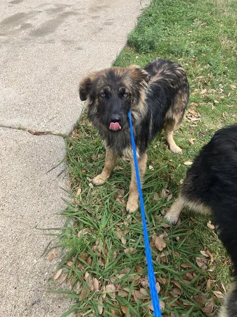 A young medium-sized female Mixed Breed dog named Saddie for adoption in Dallas, TX