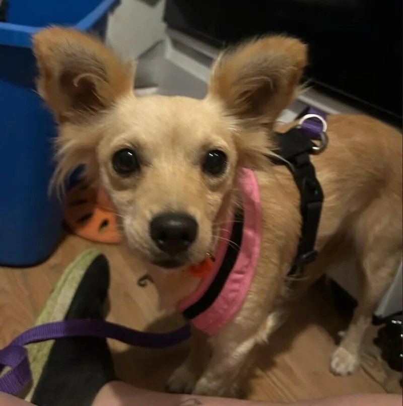 A young small-sized female Chihuahua dog named Sophia for adoption in Parker, CO