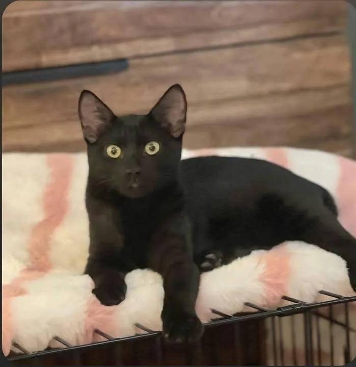 A young medium-sized male Black Bombay cat named Jet for adoption in Malibu, CA