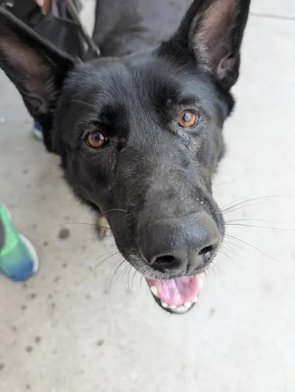 An adult large-sized male German Shepherd Dog dog named Leo for adoption in West Chester, PA