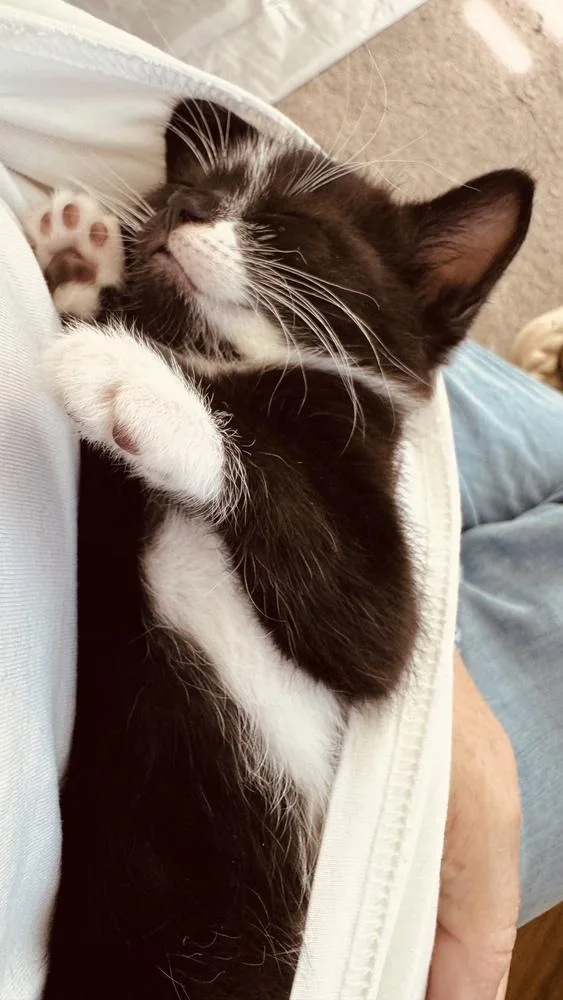 A baby small-sized male Black & White / Tuxedo Domestic Short Hair cat named Pepe for adoption in Hudson, NH