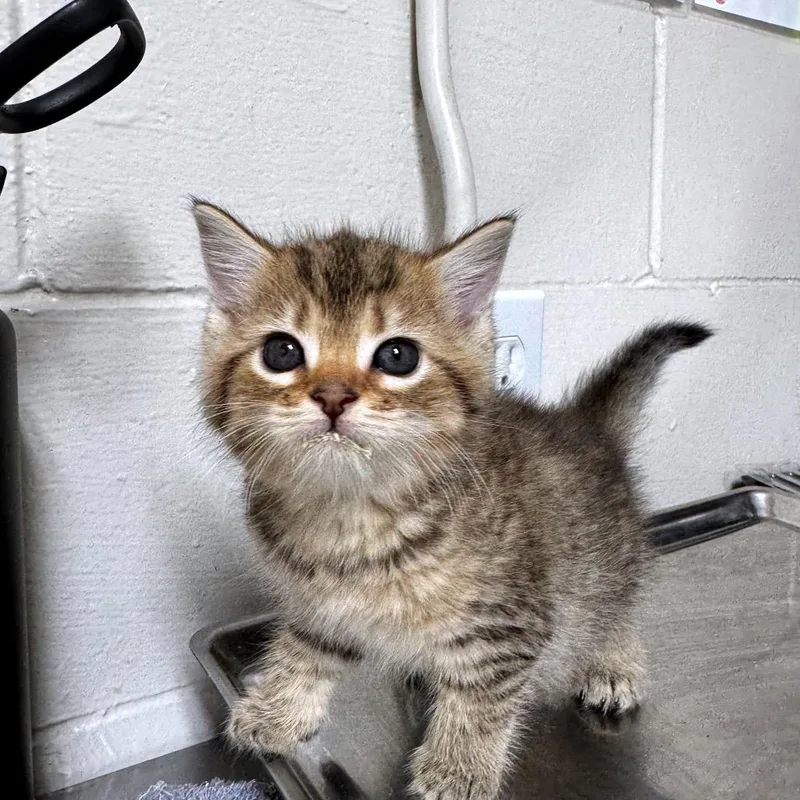 A baby small-sized female Brown / Chocolate Domestic Short Hair cat named Trailer Park Tammy for adoption in Birmingham, AL