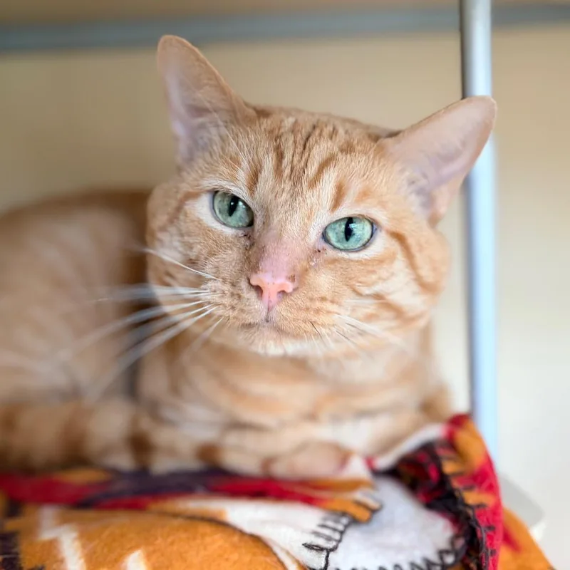 An adult medium-sized male Orange / Red Domestic Short Hair cat named Jimmy for adoption in Aldie, VA
