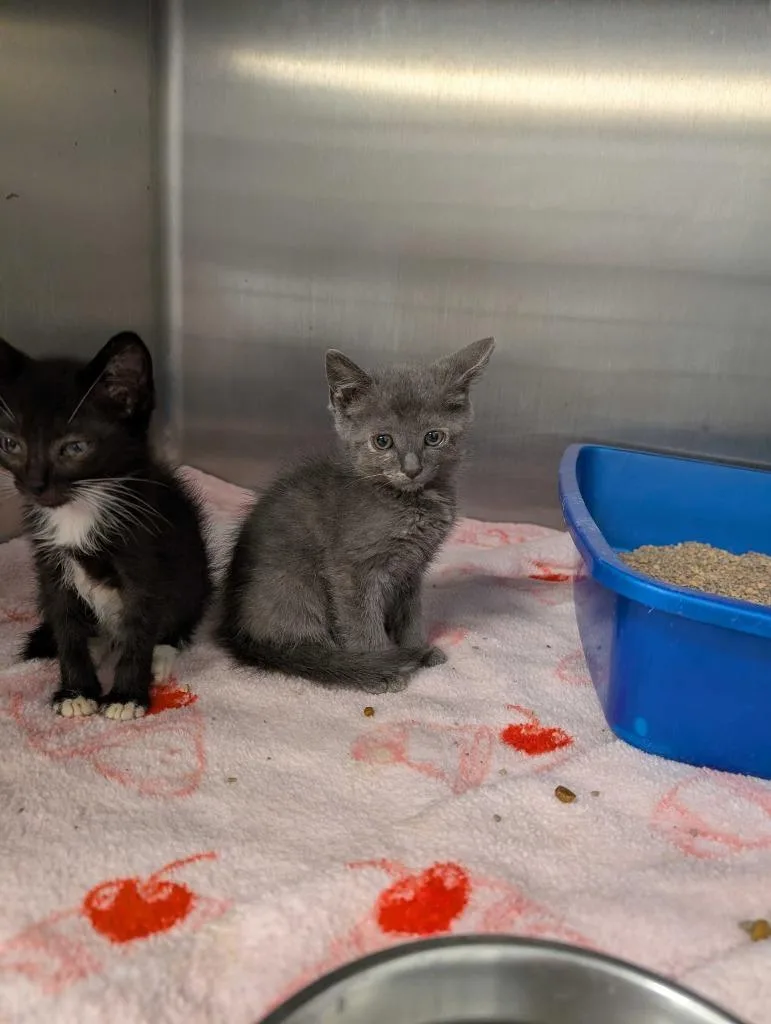 A baby medium-sized male Domestic Medium Hair cat named Kit for adoption in Athens, AL