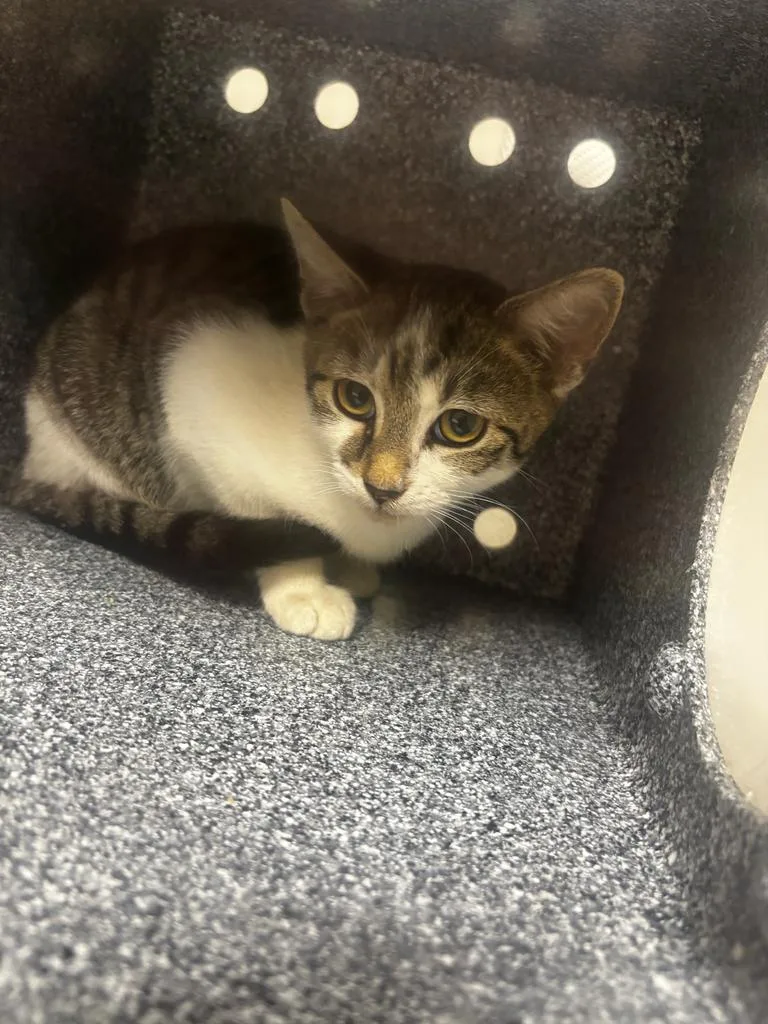 A baby small-sized male Domestic Short Hair cat named Seymour for adoption in Greenfield, IN