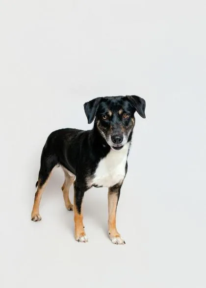 An adult large-sized male Mixed Breed dog named Stitch for adoption in Sevierville, TN