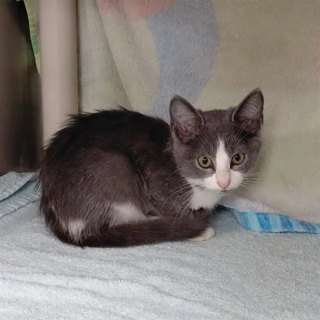 A baby medium-sized female Domestic Short Hair cat named Kimmie for adoption in Huntsville, AL