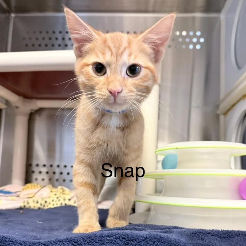A baby small-sized male Orange / Red Domestic Short Hair cat named Snap for adoption in Knoxville, TN