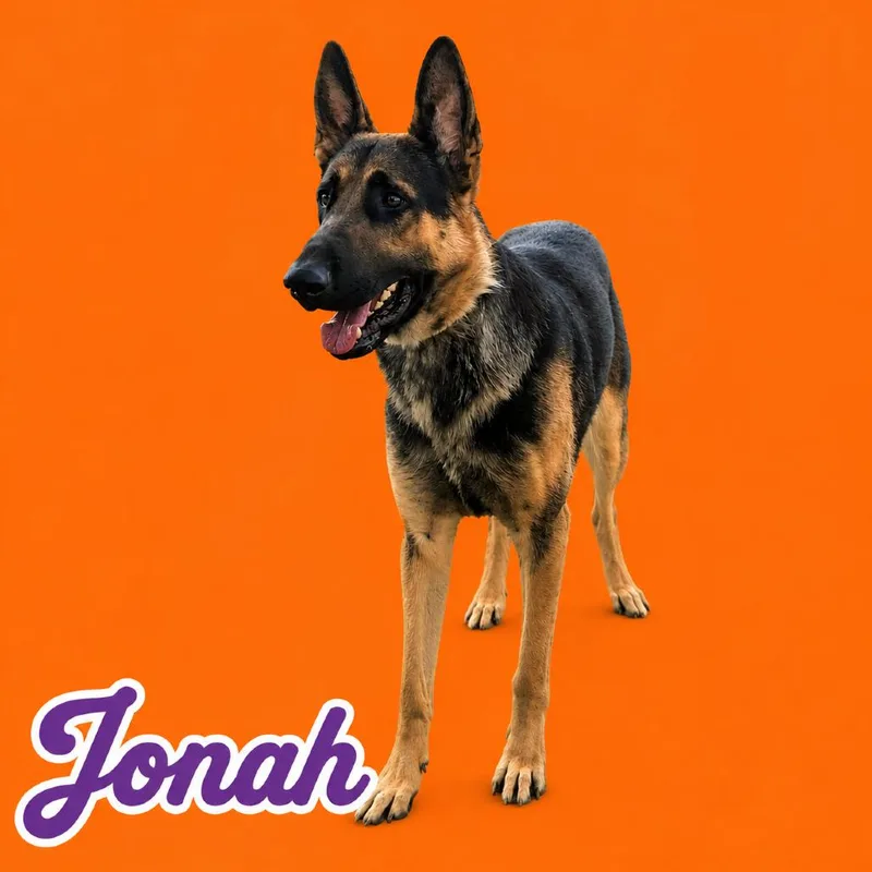 An adult large-sized male Black German Shepherd Dog dog named Jonah HOLD for adoption in Scottsdale, AZ
