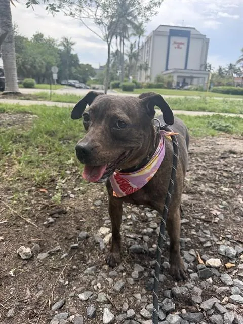 An adult medium-sized female Terrier dog named Mia for adoption in Miami, FL