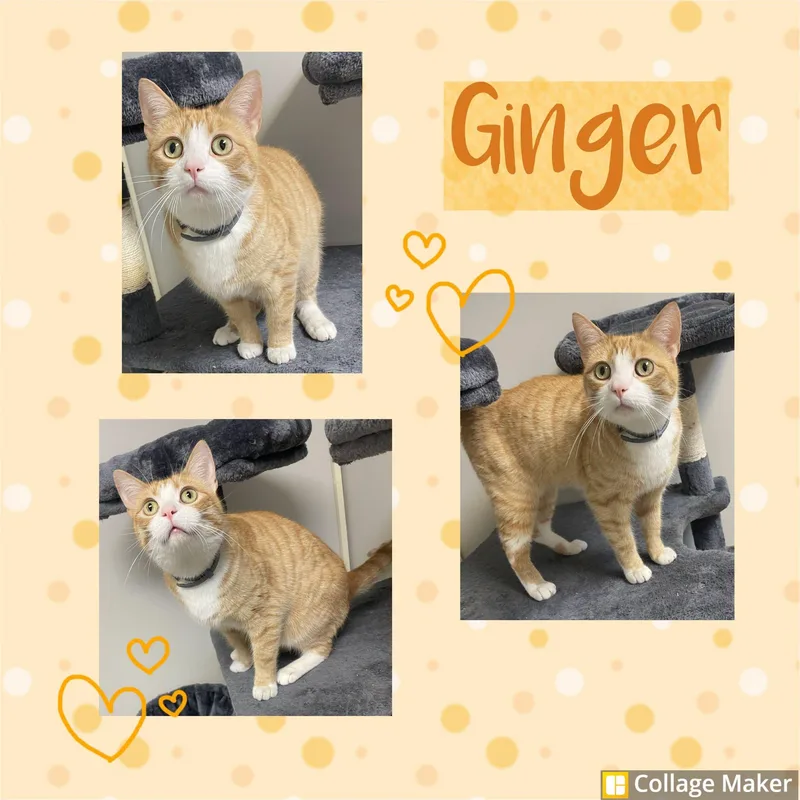 An adult medium-sized female Domestic Short Hair cat named Ginger for adoption in Clearfield, PA