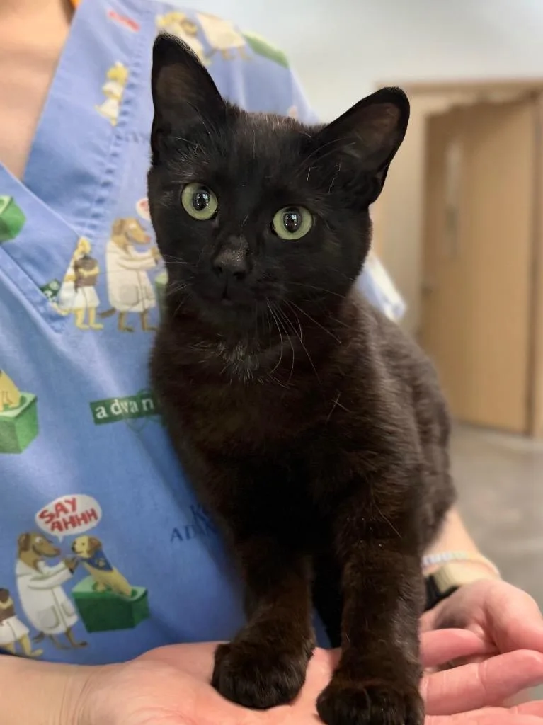 A baby medium-sized female Domestic Short Hair cat named Nora for adoption in Menomonie, WI