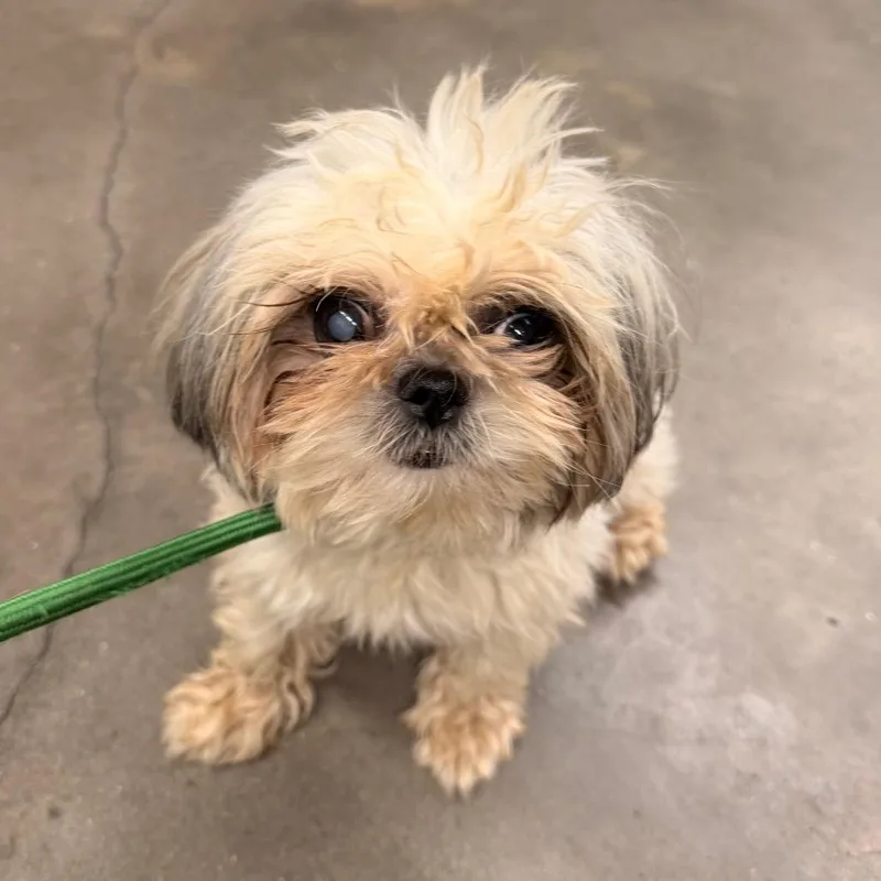 An adult small-sized female White / Cream Shih Tzu dog named Perla for adoption in Tampa, FL