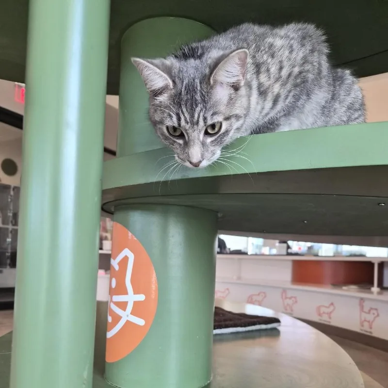 A young medium-sized female Gray / Blue / Silver American Shorthair cat named Luna for adoption in Bentonville, AR