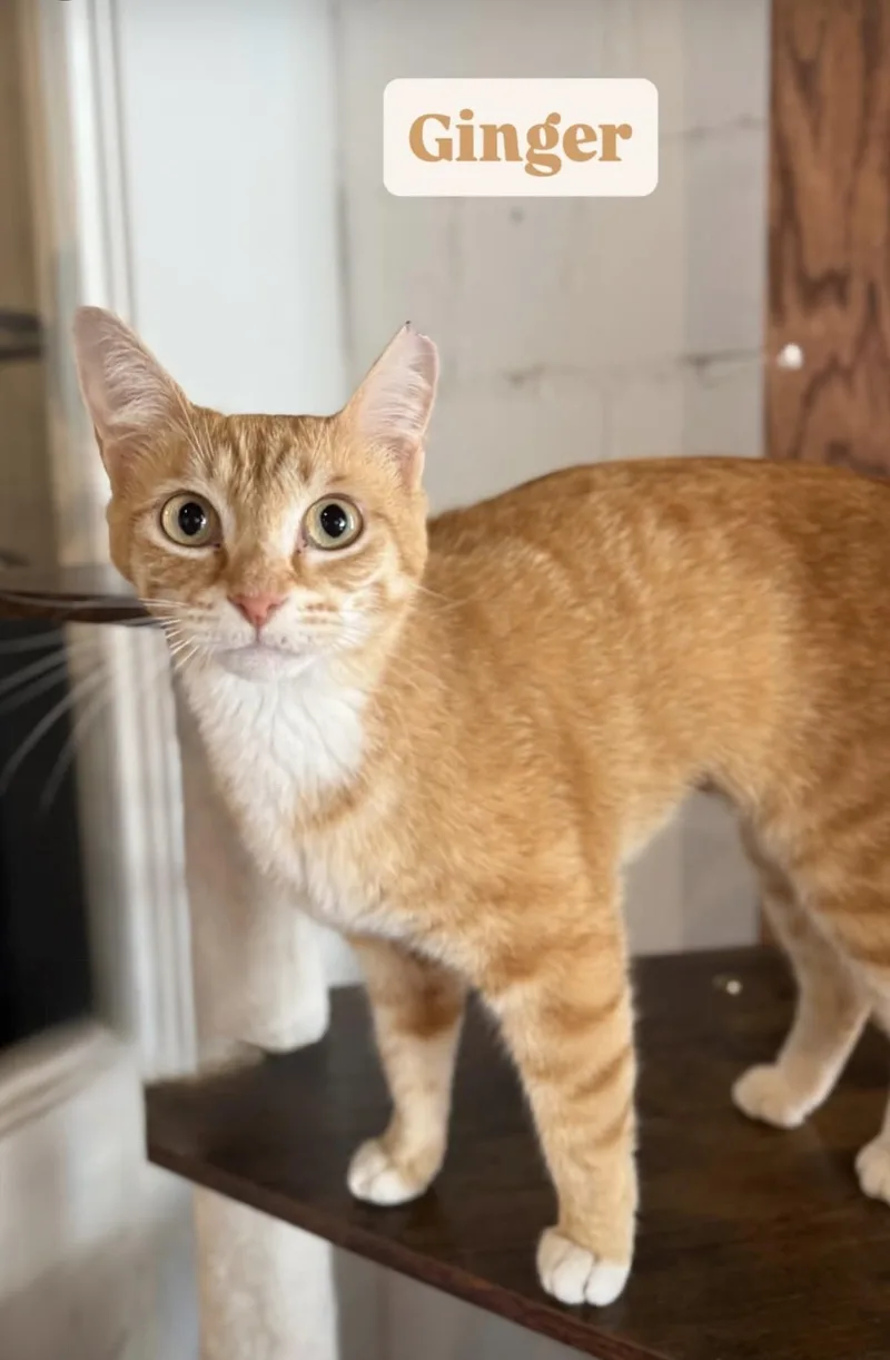 An adult medium-sized female Orange & White Domestic Short Hair cat named Gingerat Pounce Cat Cafe for adoption in Mount Pleasant, SC