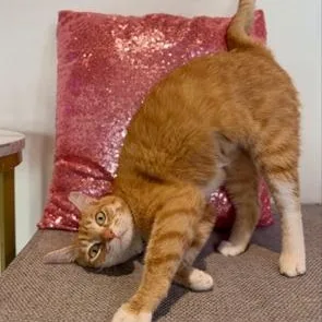 Gingerat Pounce Cat Cafe thumbnail 2