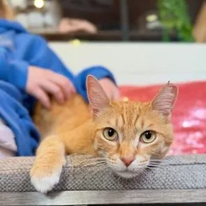 Gingerat Pounce Cat Cafe thumbnail 3