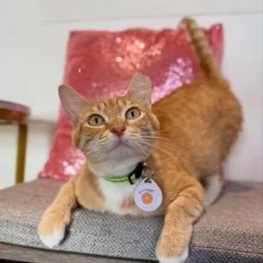 Gingerat Pounce Cat Cafe thumbnail 4