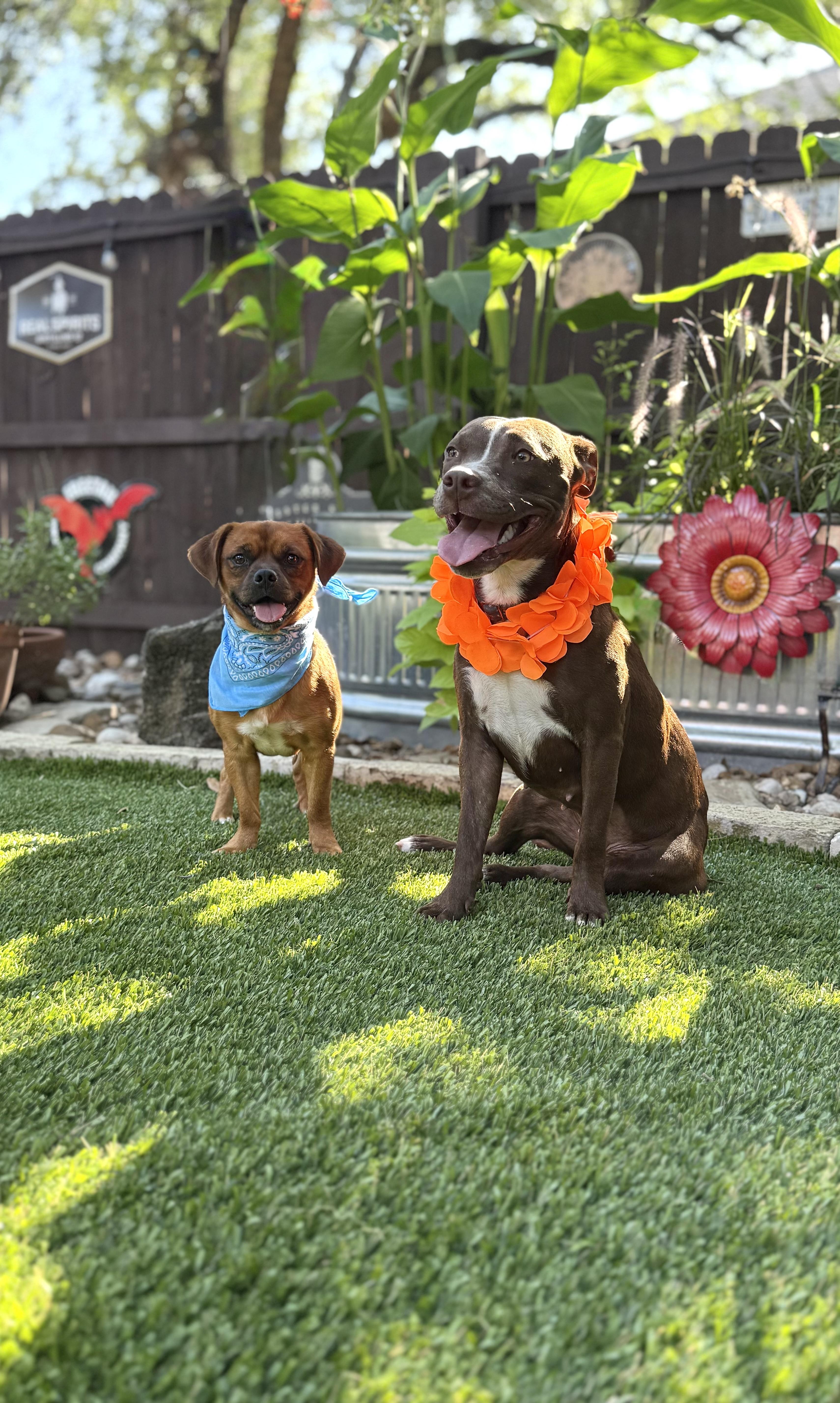Mocha & Boston
