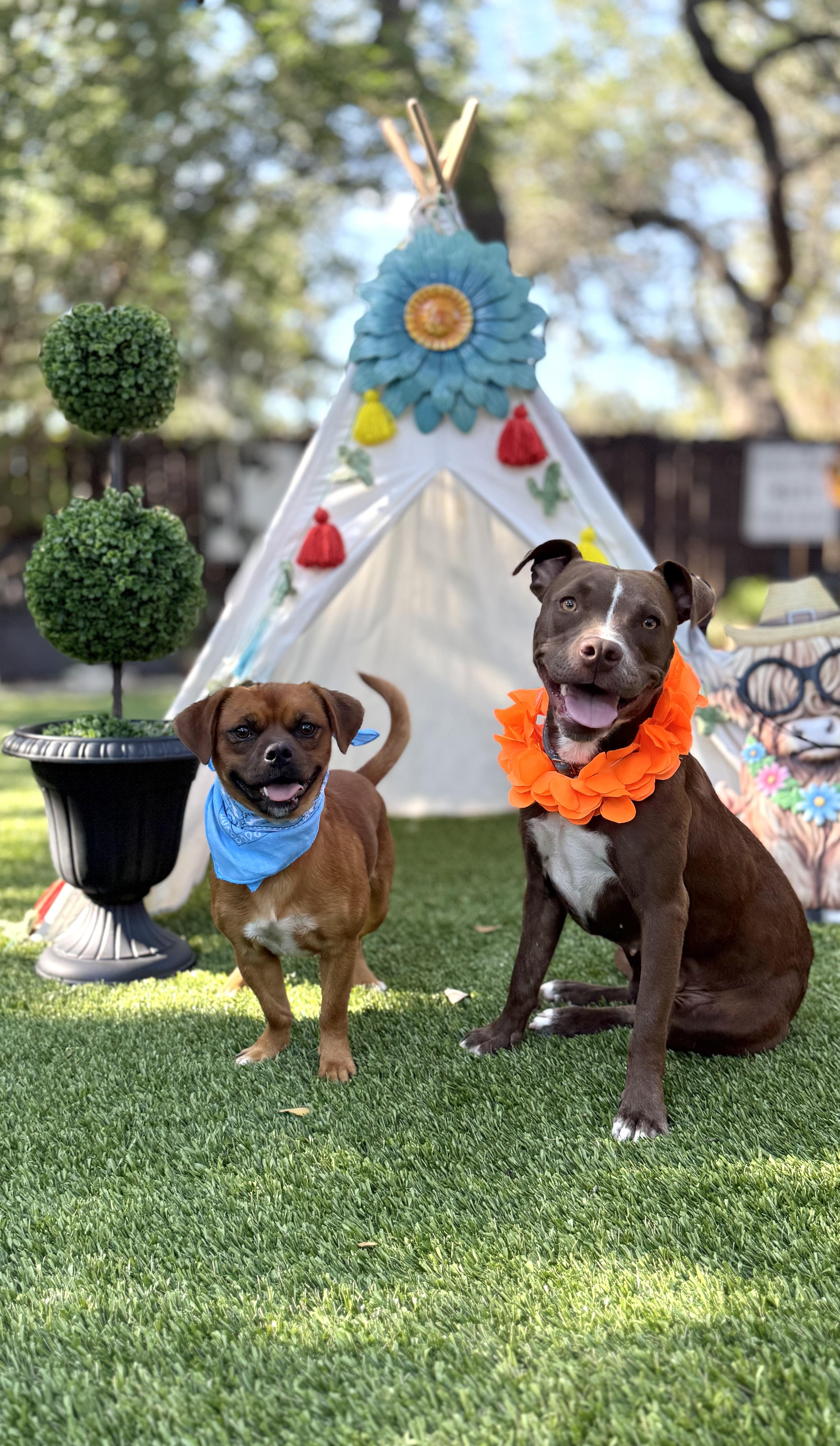 Mocha & Boston thumbnail 4