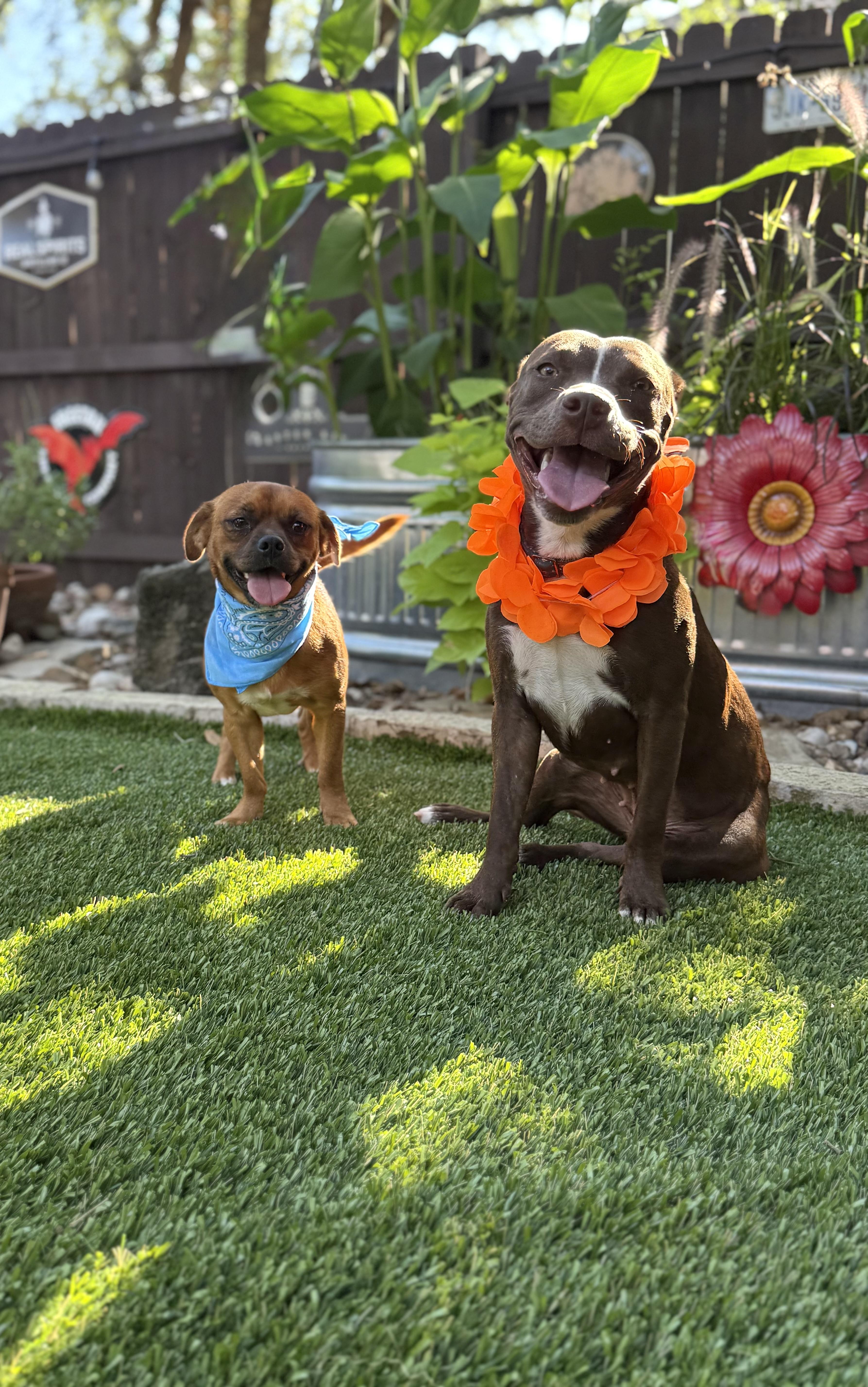 Mocha & Boston thumbnail 5