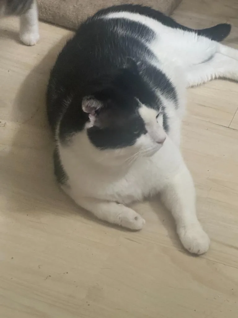 A young medium-sized female Domestic Short Hair cat named Reese for adoption in New York, NY