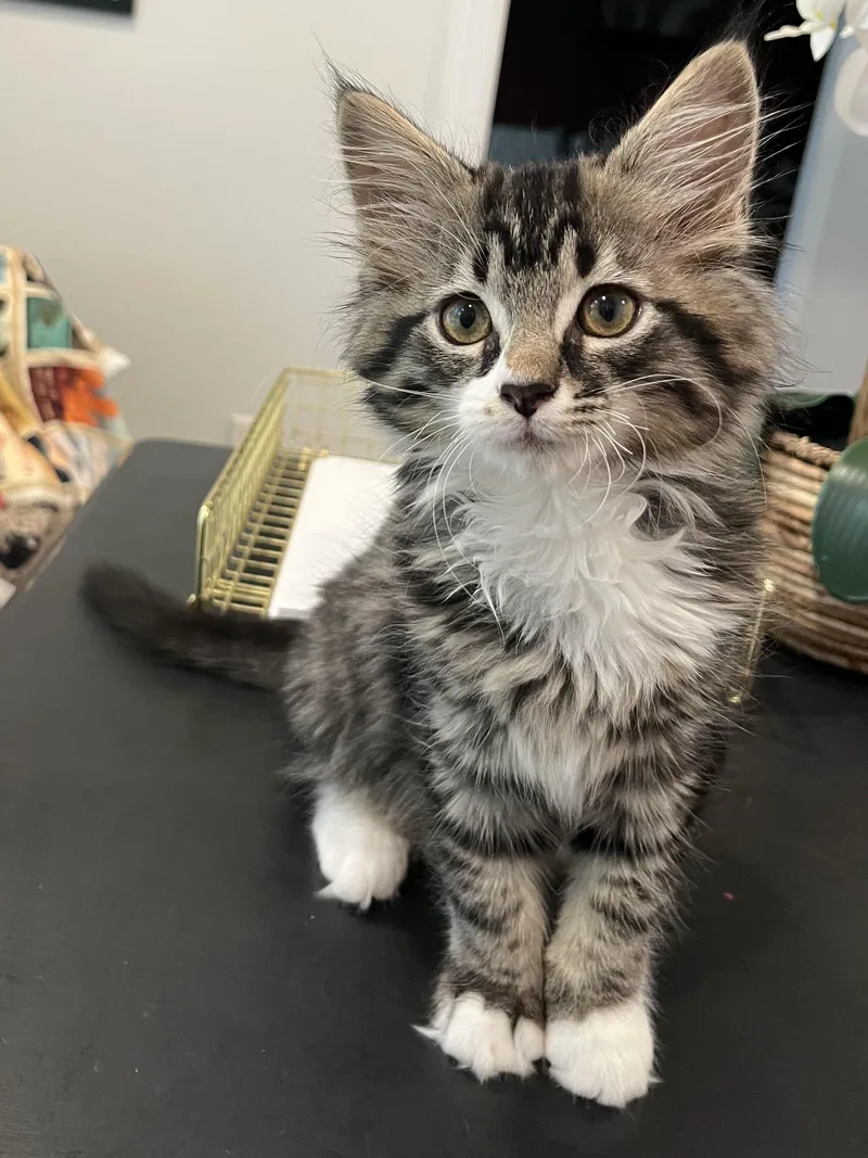 A baby medium-sized female Tabby (Gray / Blue / Silver) Domestic Long Hair cat named Mink for adoption in Chattanooga, TN