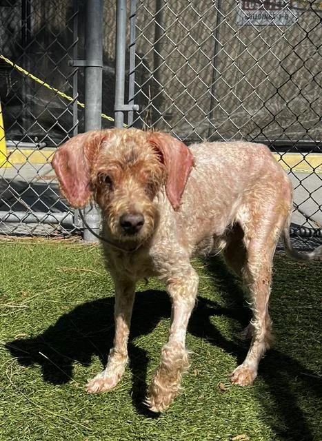 A senior medium-sized male Poodle dog named Baby for adoption in Agoura, CA