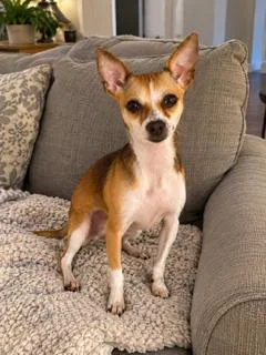 A young small-sized female Chihuahua dog named Amy for adoption in Tifton, GA