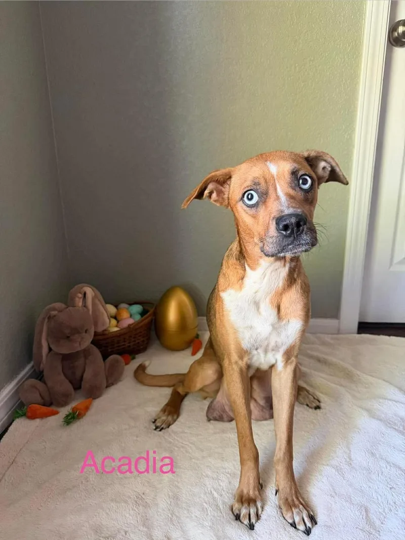 An adult medium-sized female Golden Pit Bull Terrier dog named Acadia for adoption in Wichita Falls, TX