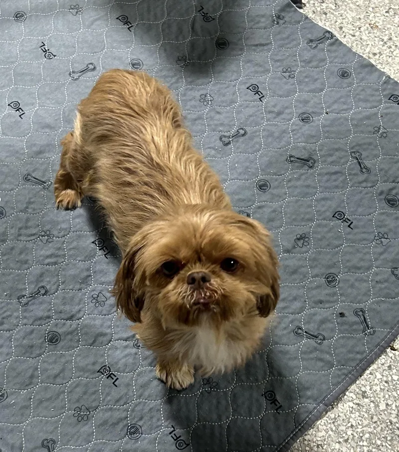 An adult small-sized female Apricot / Beige Shih Tzu dog named Annie. for adoption in Antwerp, OH